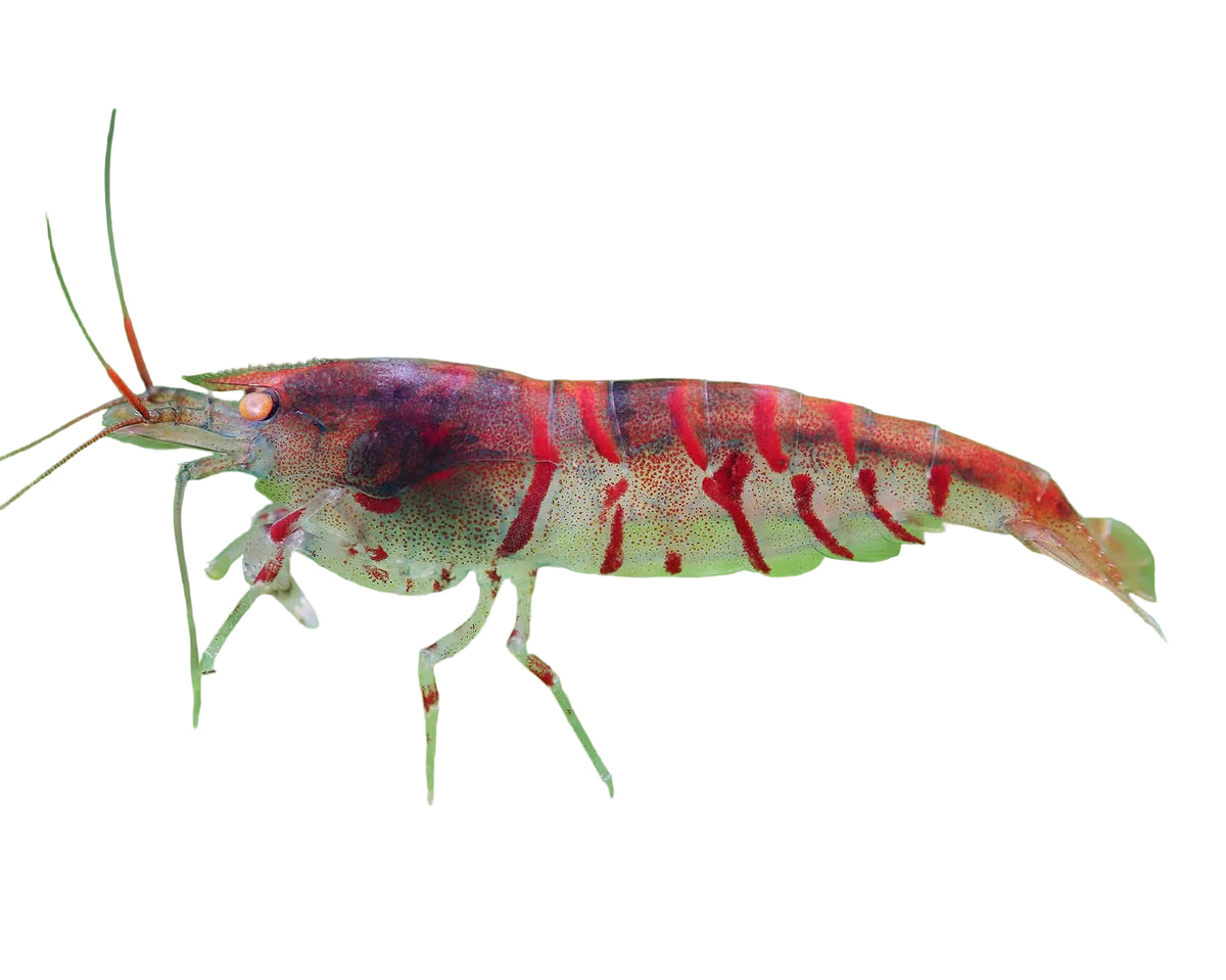 Red Tiger Galaxy Shrimp