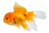 Oranda Goldfish - photo 1