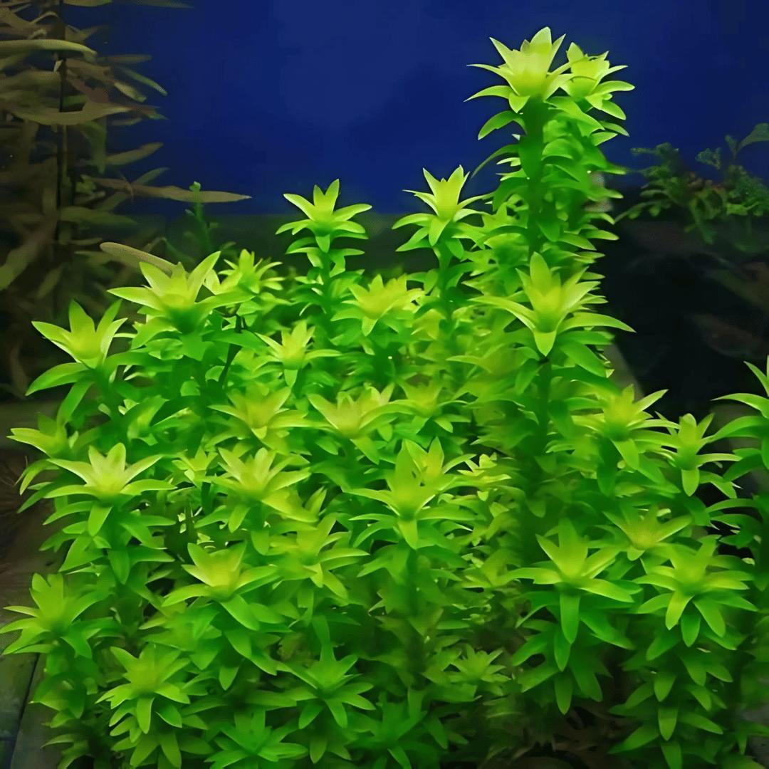 Tonina Fluviatilis