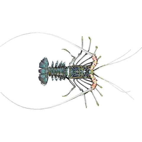Painted Crayfish - Apex AquaticPainted Crayfish
