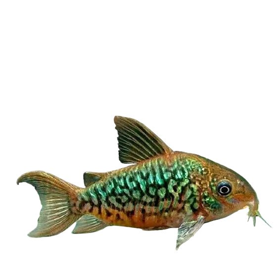 Panatanalensis Corydora - Apex AquaticPanatanalensis Corydora