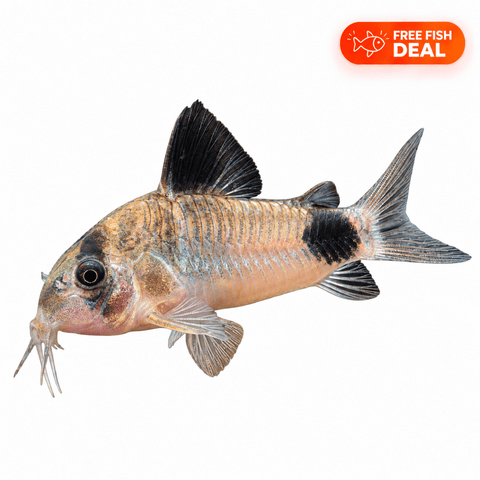 Panda Corydora - Apex AquaticPanda Corydora