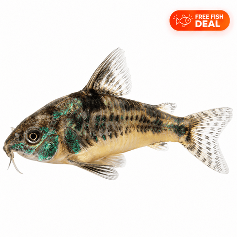 Peppered Corydora - Apex AquaticPeppered Corydora