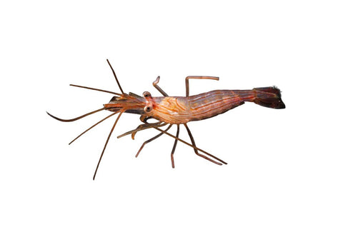 Peppermint Shrimp - Apex AquaticPeppermint Shrimp