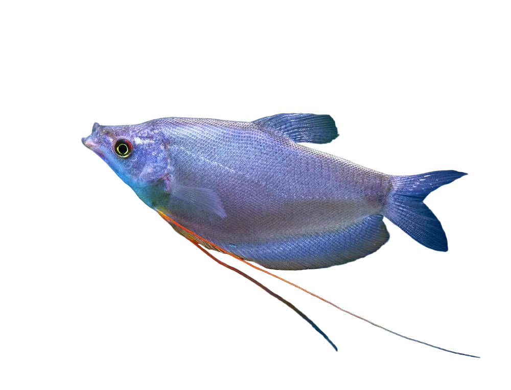 Buy Moonlight Gourami - Apex Aquatics Australia Melbourne