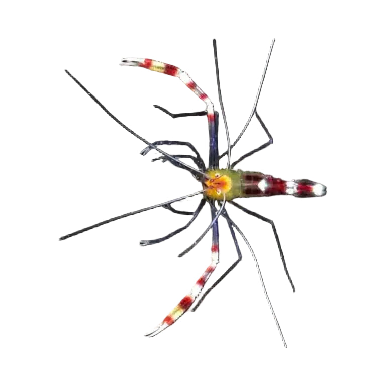 A close-up of a shrimp with long, thin legs and red, white, and yellow banding on its body, set against a solid black background.