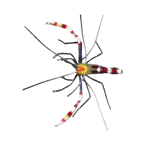 A close-up of a shrimp with long, thin legs and red, white, and yellow banding on its body, set against a solid black background.