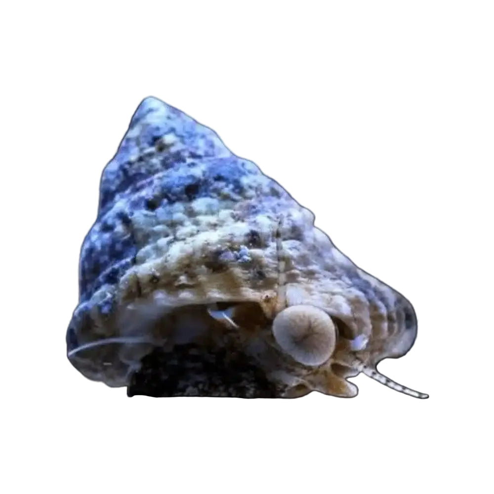 Astrea Snail