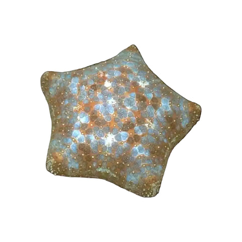 Cushion Starfish