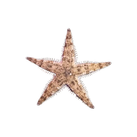 Sand Sifting Starfish