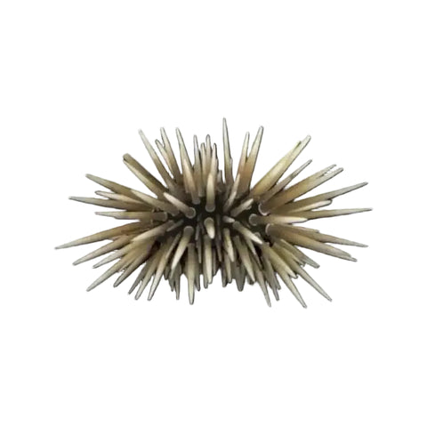 Shortspine Urchin