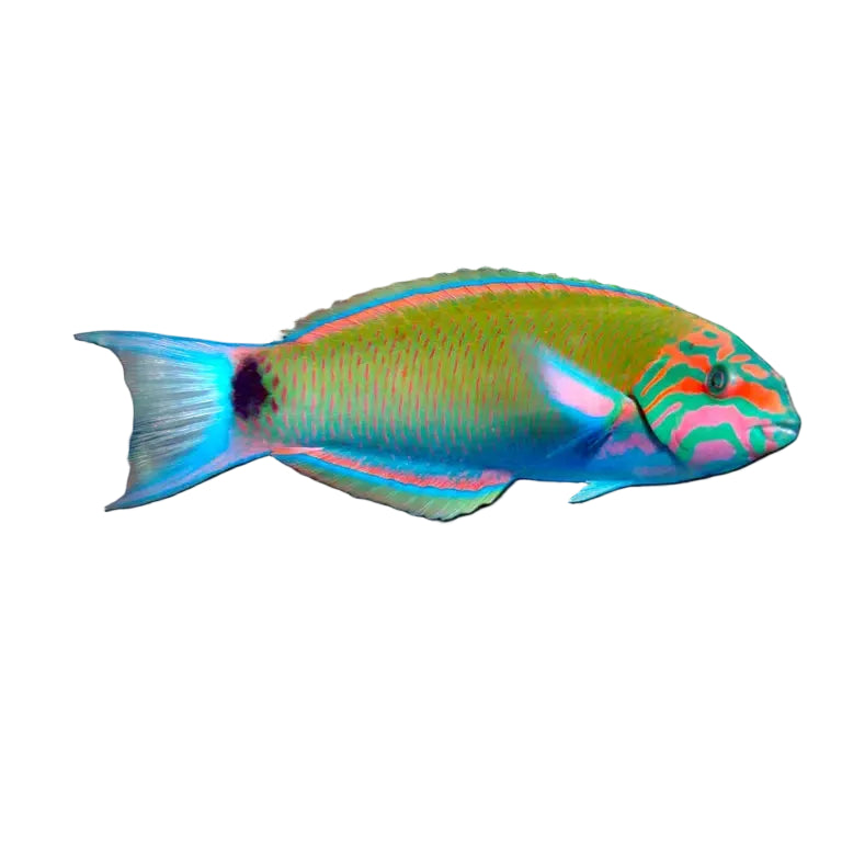 Lunar wrasse