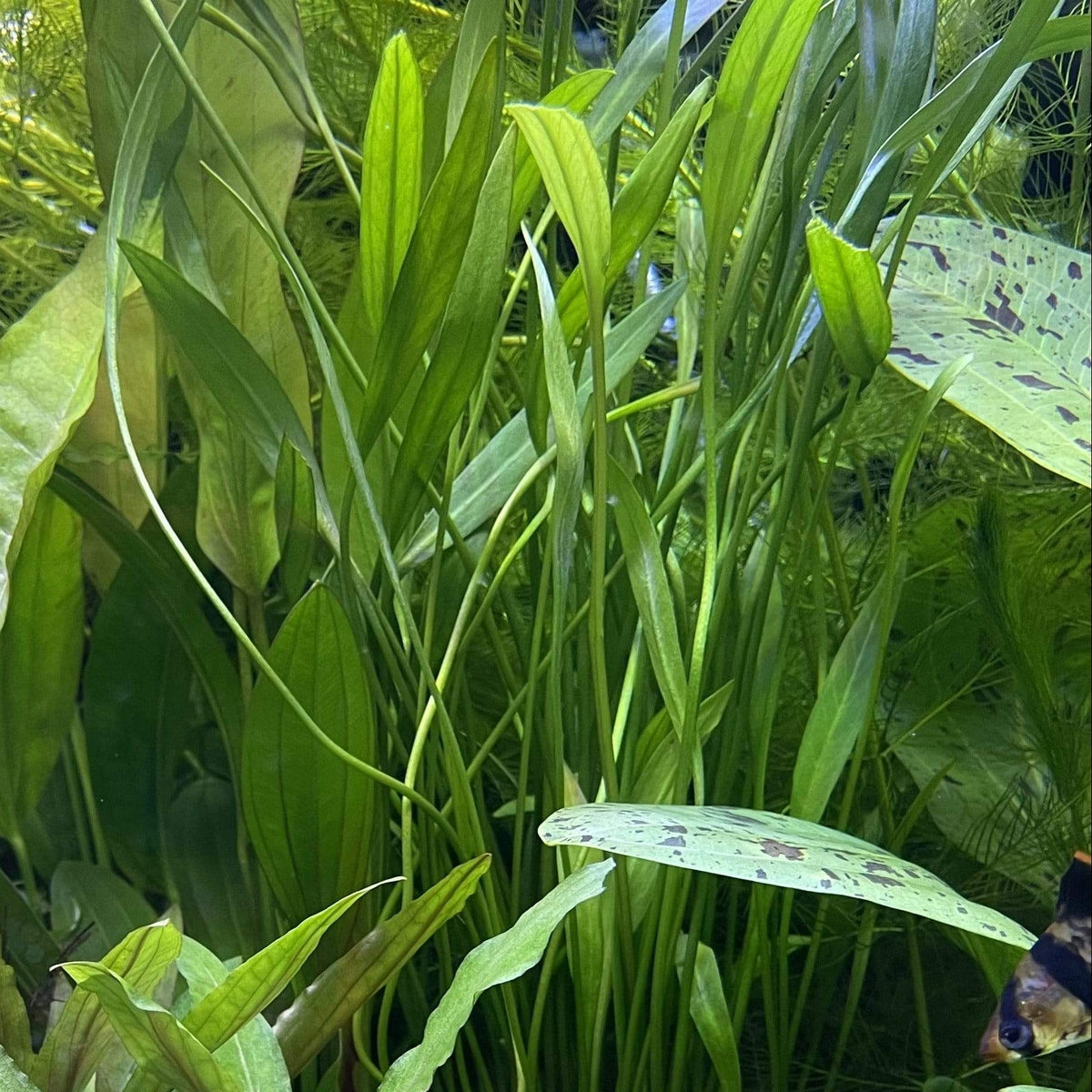 Echinodorus Latifolius