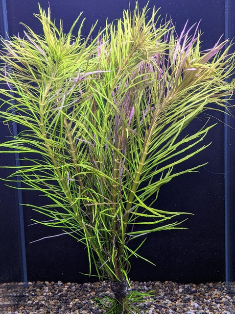 Pogostemon Stellata - Apex AquaticPogostemon Stellata