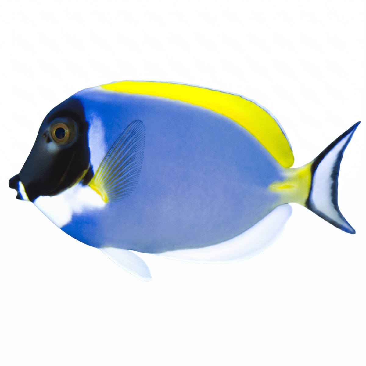 Powder Blue Tang - Apex AquaticPowder Blue Tang