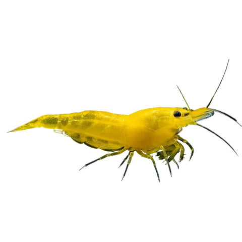 Ultra Yellow Cherry Shrimp