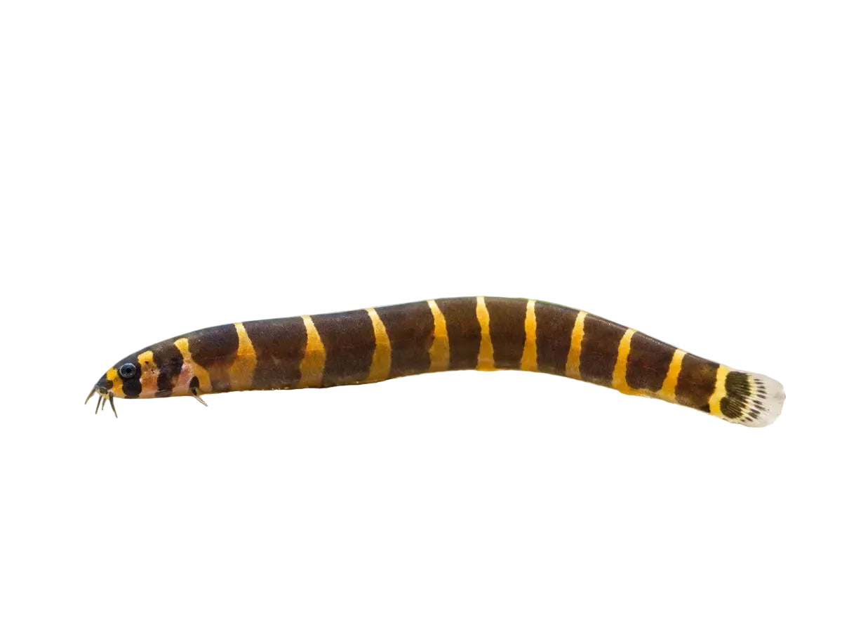 Striped Kuhli Loach