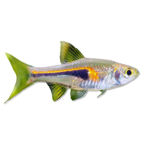 Hengli Rasbora