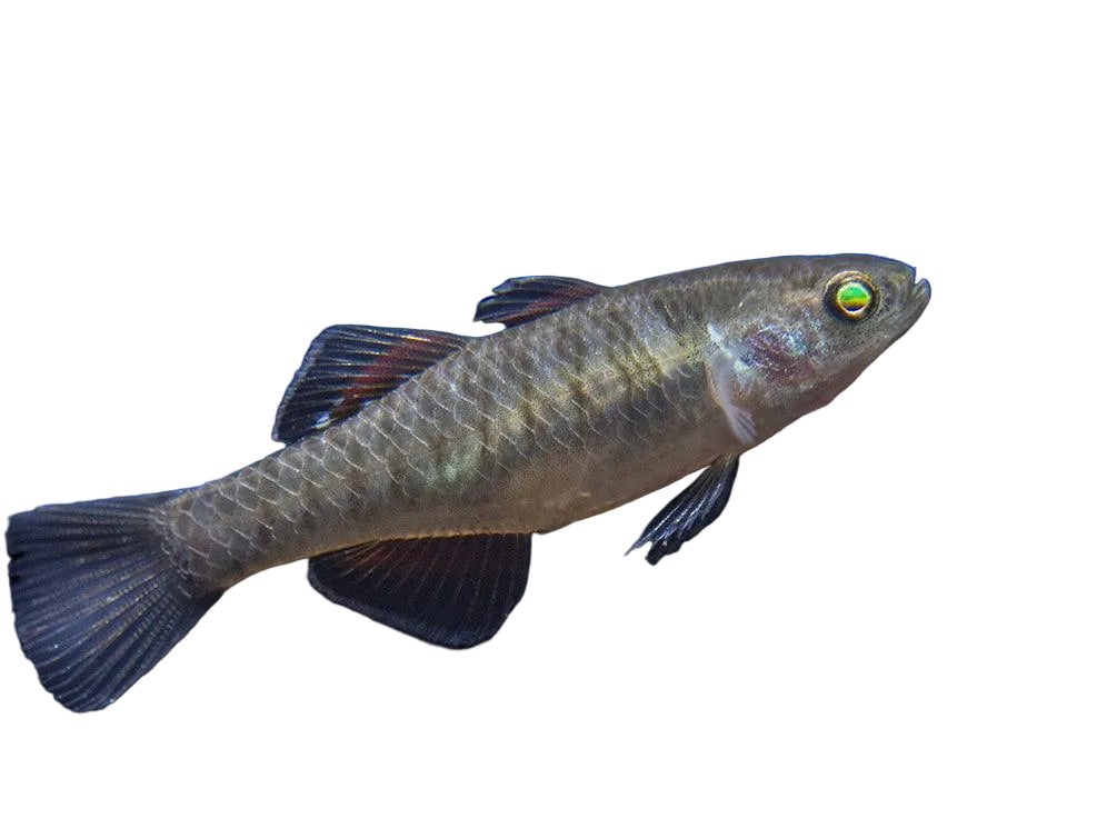 Empire Gudgeon (Pairs)