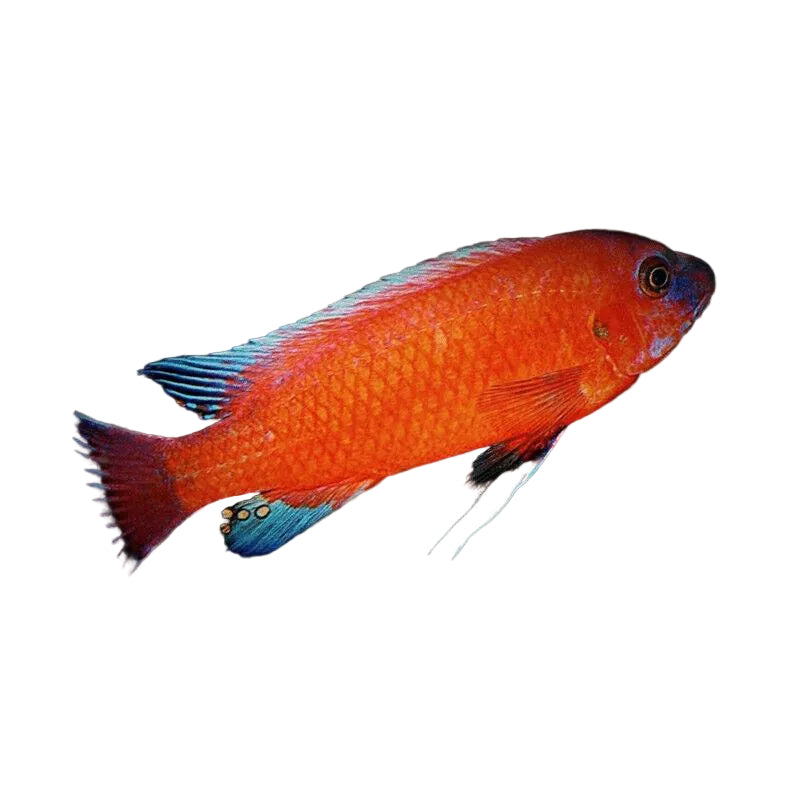 Labeotrophues Trewvassea Chilumba