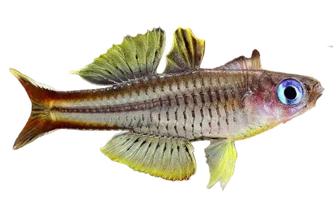 Ivonstofi Blue-eye