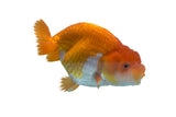 Ranchu Goldfish - photo 3