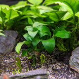 Anubias Nana - photo 2