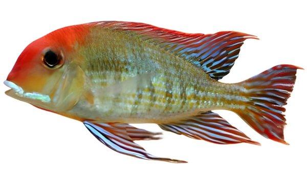 Red Head Tapajo Cichlid