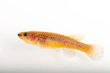 Gardneri Steel Blue Killifish - photo 2