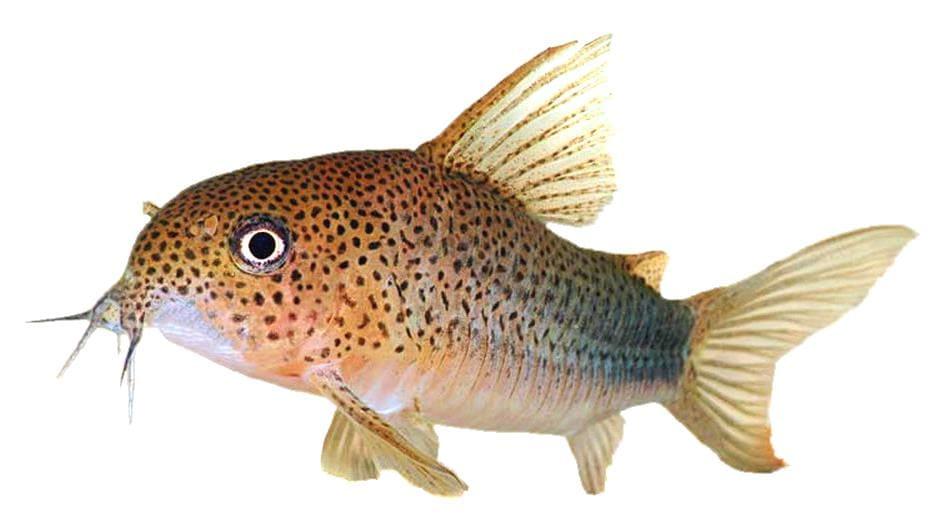 Similis Corydoras