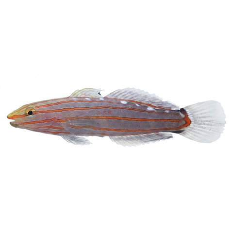 Rainford's Goby