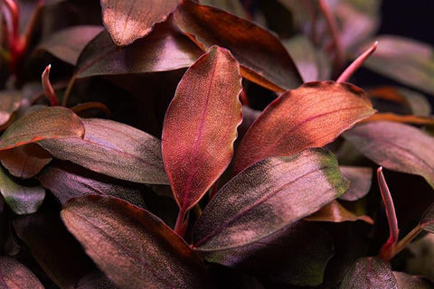 Red Bucephalandra from Apex Aquatic