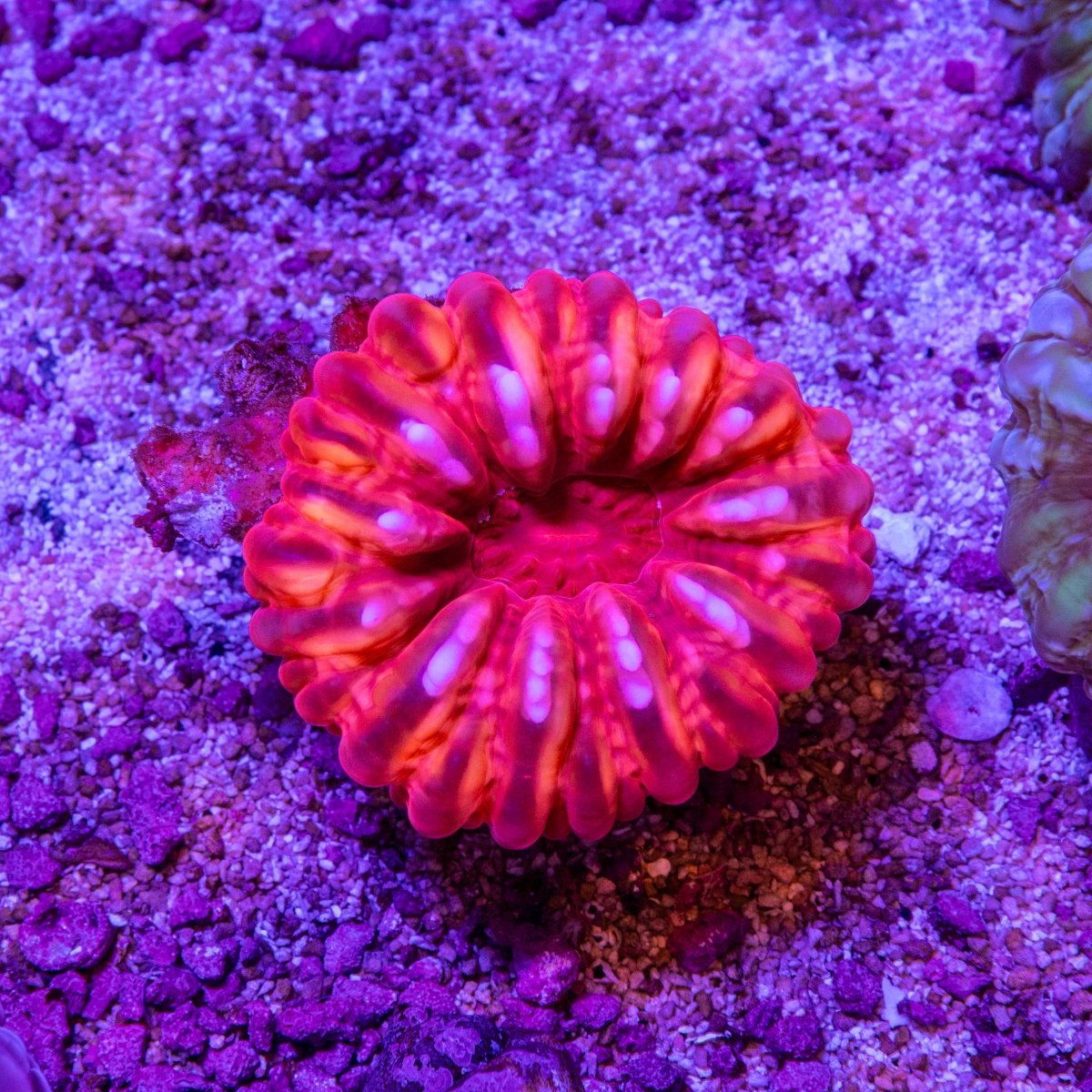 Red Cynarina - Apex AquaticRed Cynarina