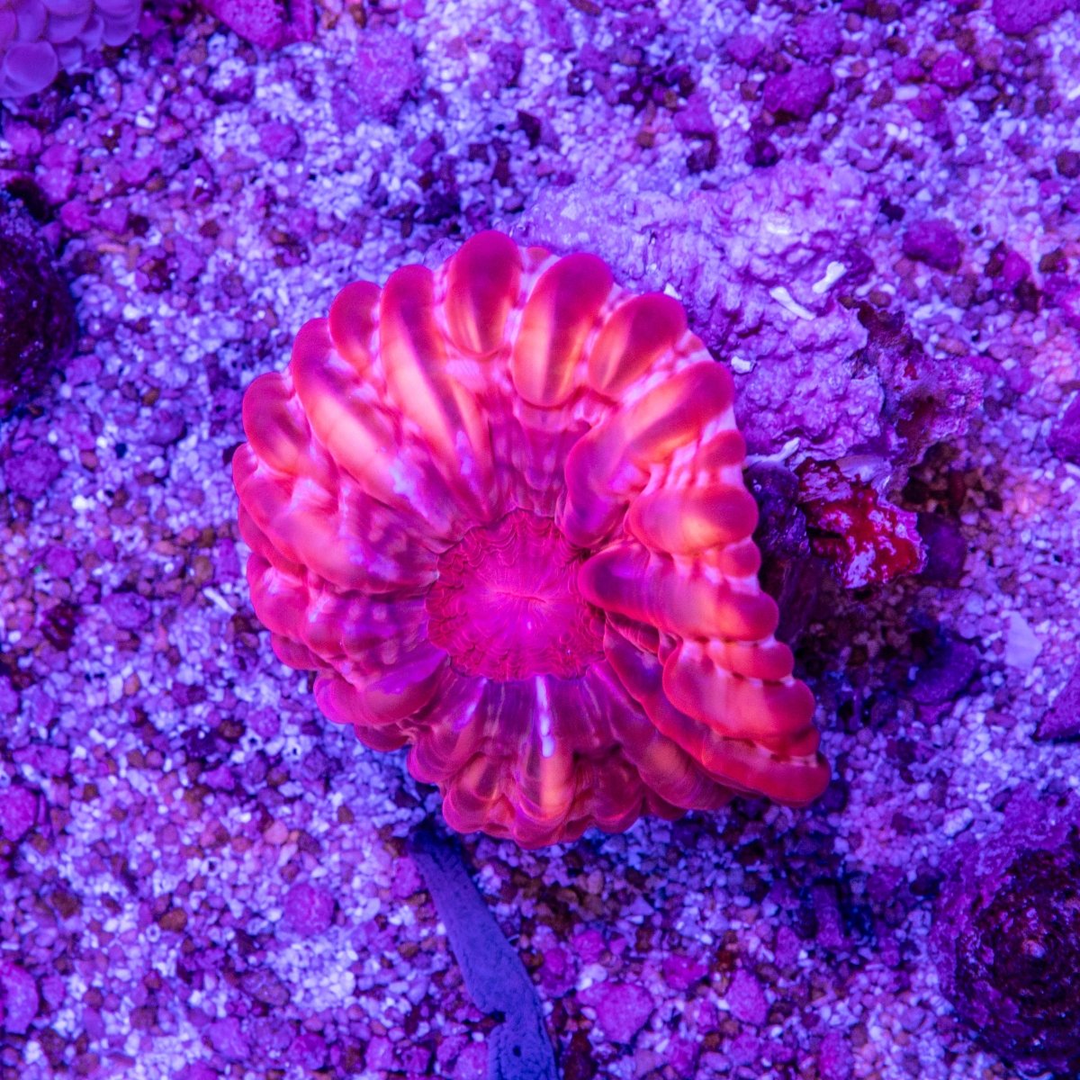Red Cynarina - Apex AquaticRed Cynarina