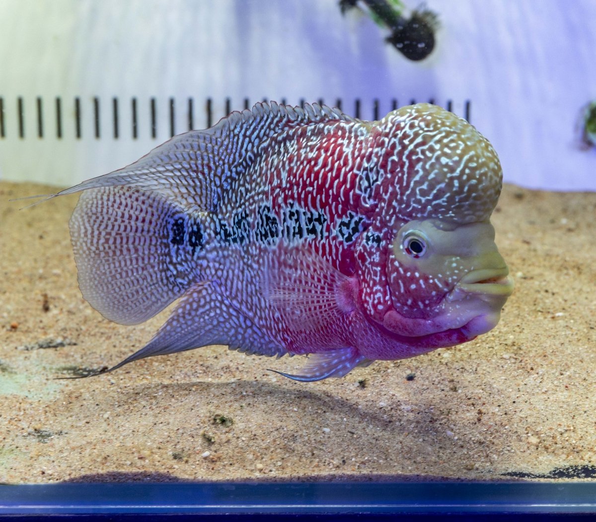 Red Dragon Flowerhorn (Male) - FH001 - Apex AquaticRed Dragon Flowerhorn (Male) - FH001