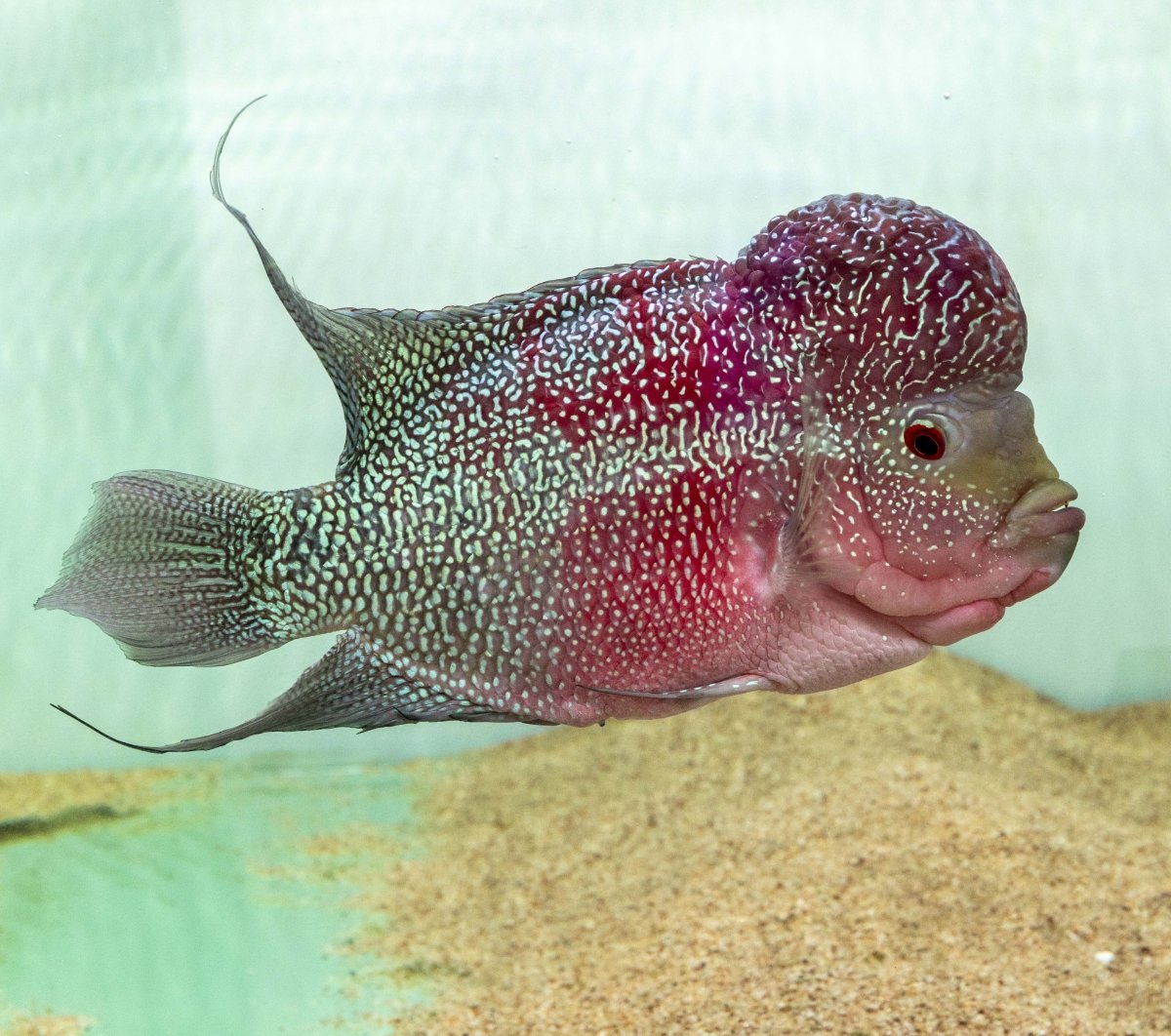 Red Dragon Flowerhorn (Male) - FH003 - Apex AquaticRed Dragon Flowerhorn (Male) - FH003