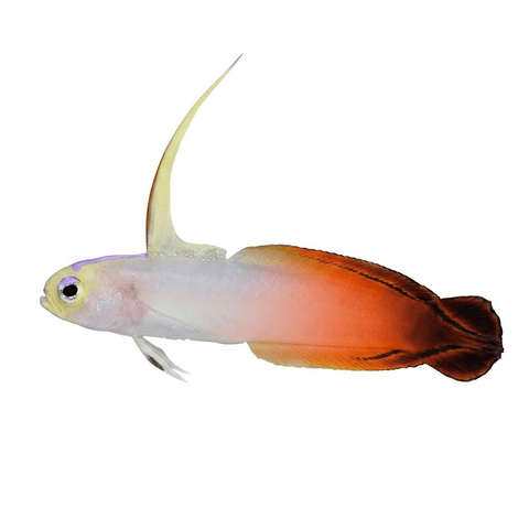 Red Firefish - Apex AquaticRed Firefish
