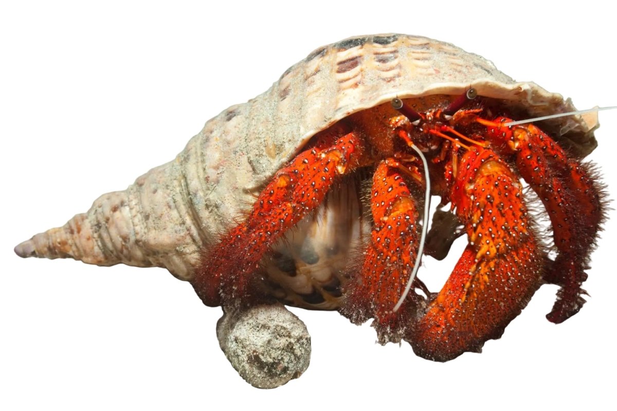 Red Giant Hermit Crab - Apex AquaticRed Giant Hermit Crab