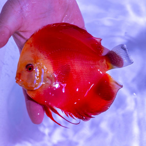 Red Melon Discus - WYSIWYG Disc0006 - Apex AquaticRed Melon Discus - WYSIWYG Disc0006
