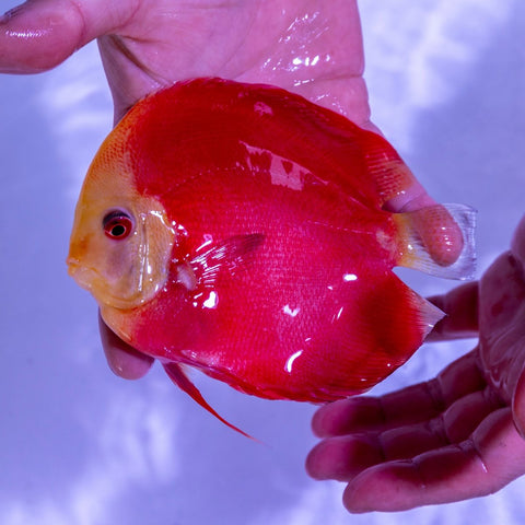 Red Melon Discus - WYSIWYG Disc0007 - Apex AquaticRed Melon Discus - WYSIWYG Disc0007