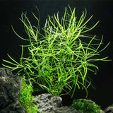 Pogostemon stellatus 'Octopus' - photo 2
