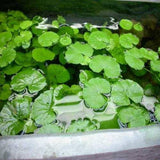 Giant Cardmine - photo 2