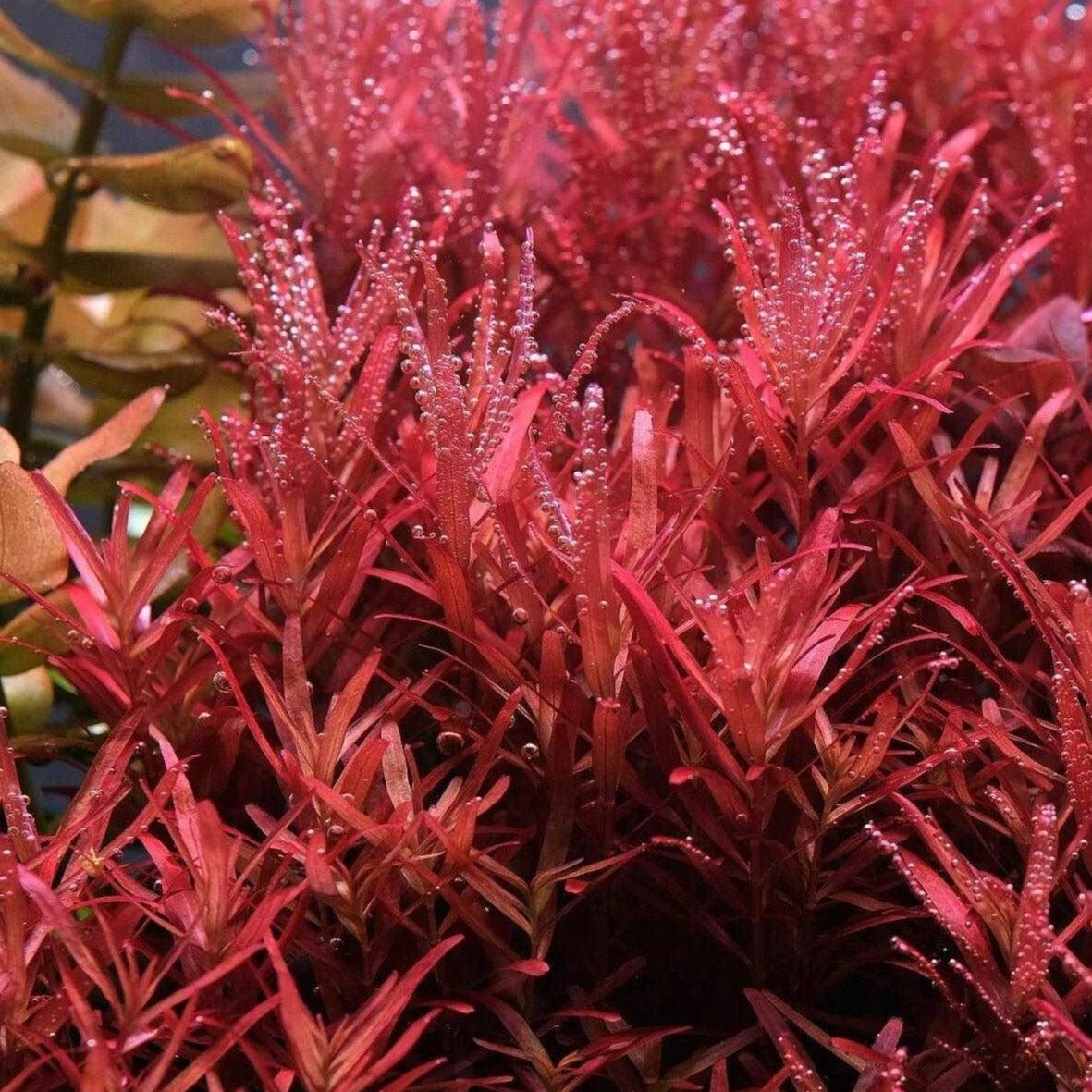 Rotala Blood Red - Apex AquaticRotala Blood Red