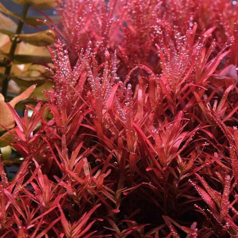 Rotala Blood Red - Apex AquaticRotala Blood Red