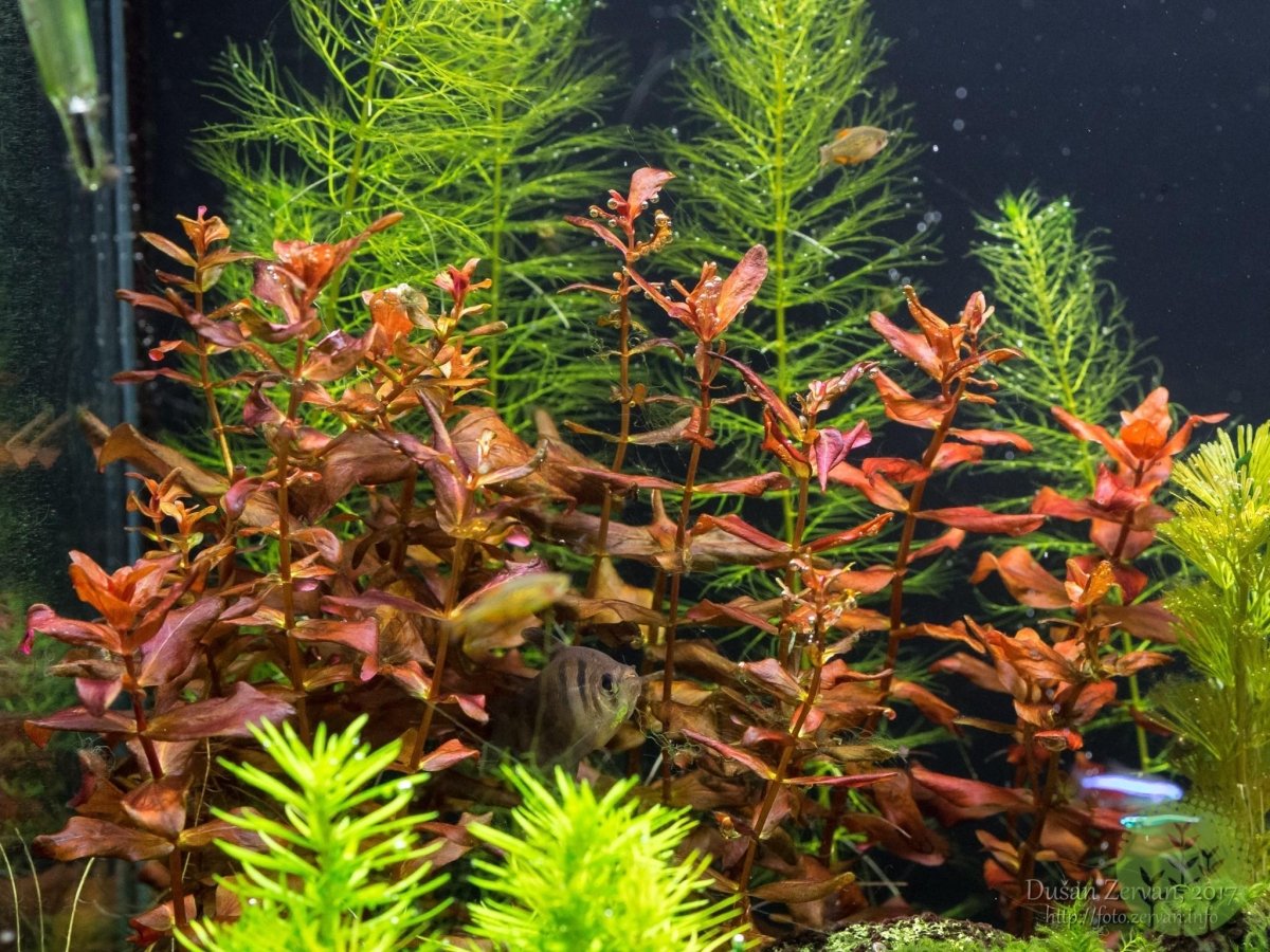 Rotala Macrandra - Apex AquaticRotala Macrandra