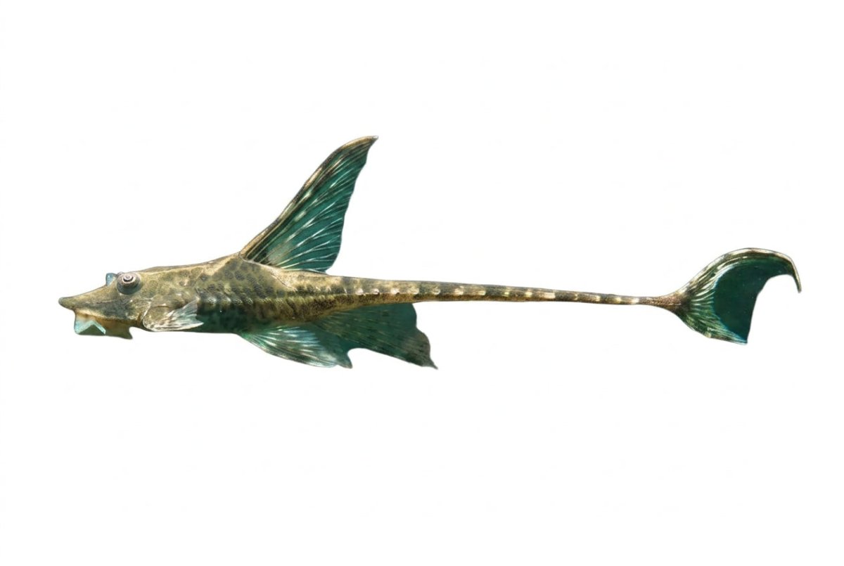 Royal Whiptail Catfish - Apex AquaticRoyal Whiptail Catfish