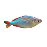 Neon Rainbowfish - photo 2