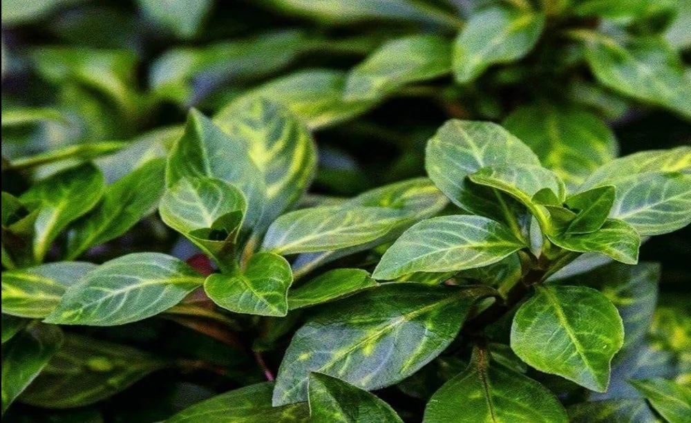 Ludwigia Atlantis