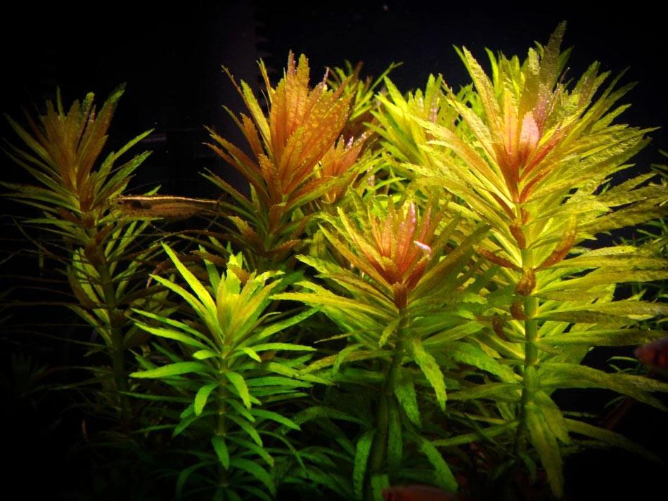 Limnophila Aromatica
