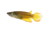 Gold Panchax Killifish - photo 2
